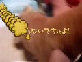 動画:もも ジャーキーを盗って逃走!!
